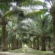 World Bank to assist oil palm processors in Edo - FADAMA Coordinator