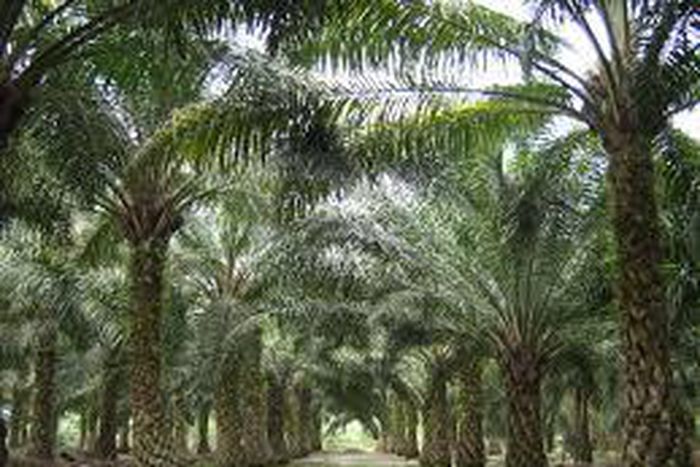 World Bank to assist oil palm processors in Edo - FADAMA Coordinator
