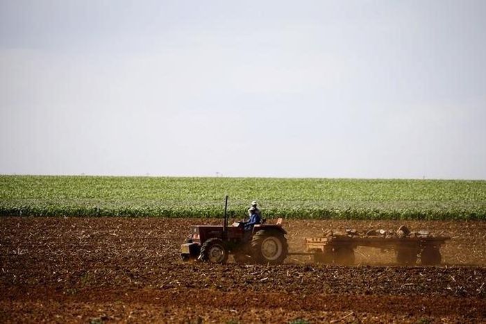 Farmers work on a land outside Lichtenburg, a maize-growing area in the North West province, South Africa November 26, 2015. REUTERS/Siphiwe Sibeko