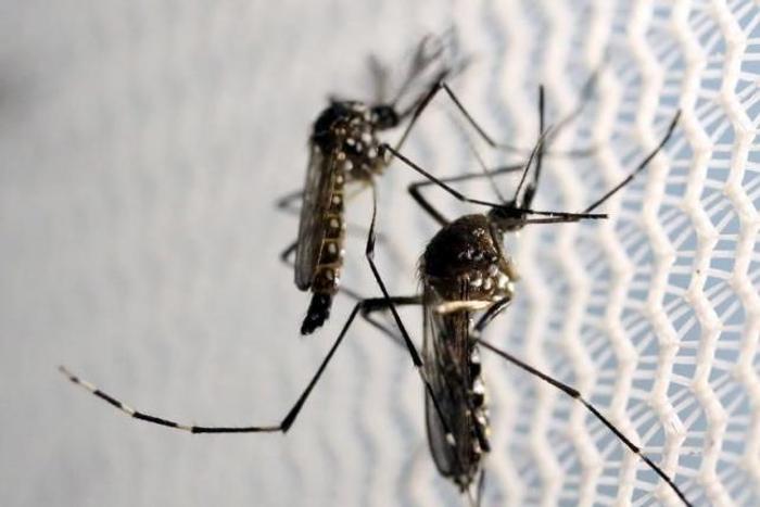 Finland has had two cases of Zika virus - official
