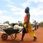 A villager uses a wheelbarrow to collect a monthly food ration provided by the United Nations World Food Programme (WFP) in Masvingo, Zimbabwe, January 25, 2016. REUTERS/Philimon Bulawayo