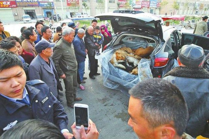 car full of dog corpses
