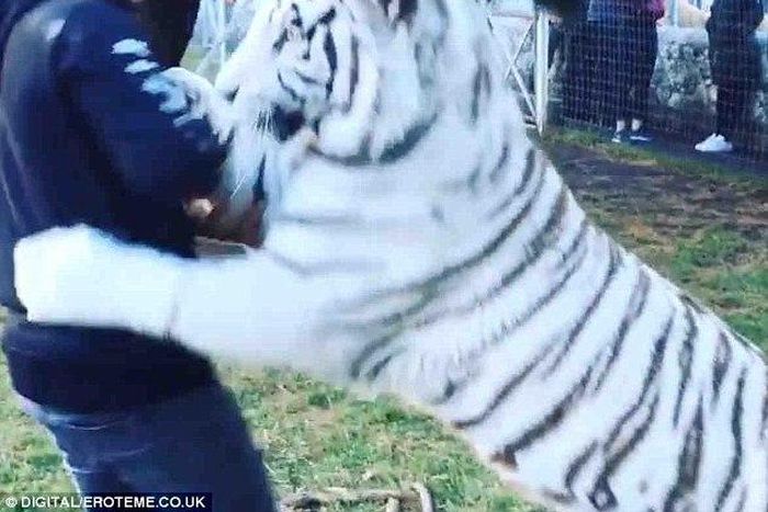 Lewis Hamilton plays with a big tiger
