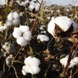 Mali to miss cotton crop target due to late rains: CMDT