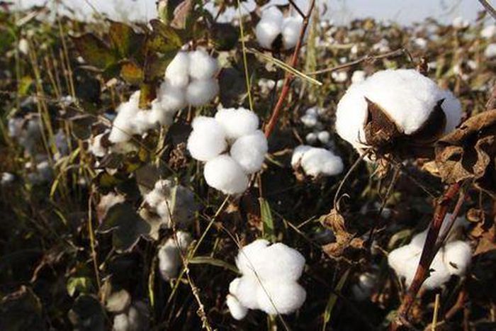 Mali to miss cotton crop target due to late rains: CMDT
