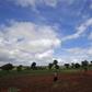 Malawian subsistence farmer Rozaria Hamiton plants sweet potatoes near the capital Lilongwe, Malawi February 1, 2016.  REUTERS/Mike Hutchings