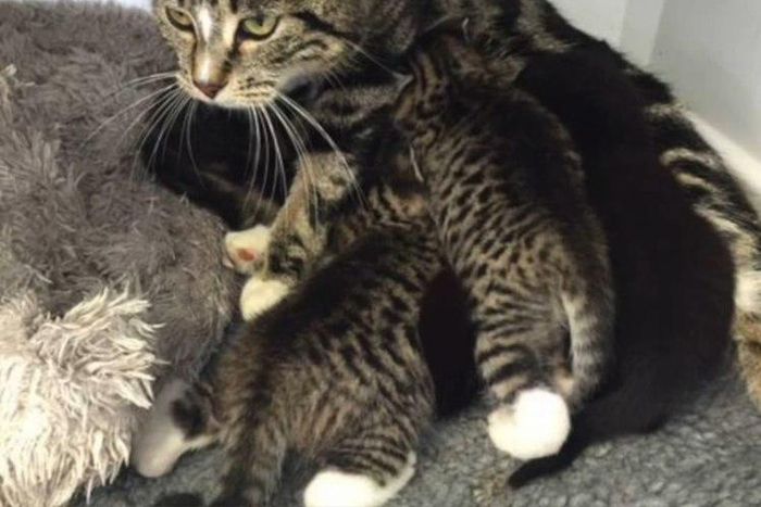 Mother cat sneaks into vet clinic to be re-unite her abandoned kittens