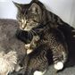 Mother cat sneaks into vet clinic to be re-unite her abandoned kittens