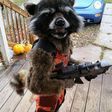 Awesome halloween costumes - Rocket raccoon