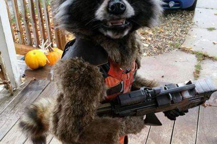 Awesome halloween costumes - Rocket raccoon