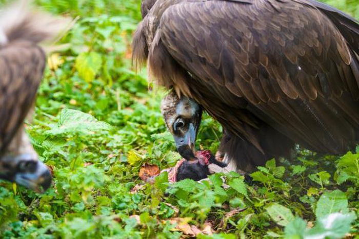 Israeli vulture seen flying around the border thought to be a spy arrested