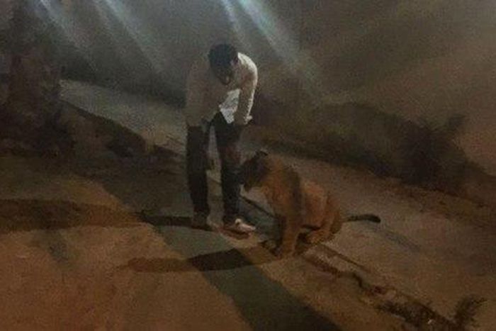 3 arrested after pet lion escaped prowling the streets for several hours.