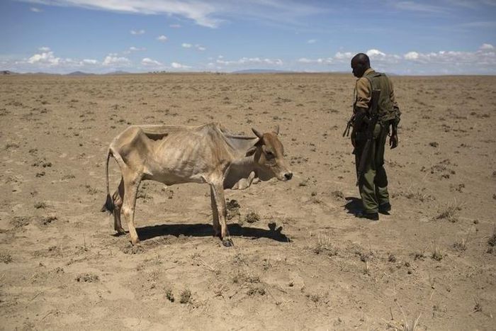 A cow which is dying from hunger, a few hundred meters from the official boundary of the Kenya-Ethiopia border in a file photo. REUTERS/Siegfried Modola