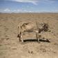 A cow which is dying from hunger, a few hundred meters from the official boundary of the Kenya-Ethiopia border in a file photo. REUTERS/Siegfried Modola