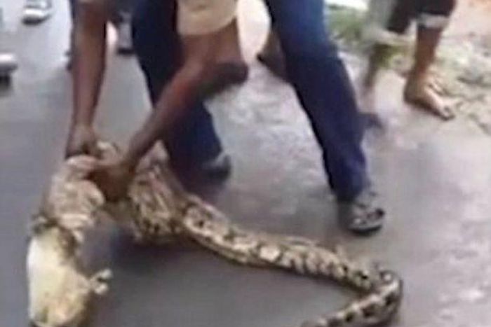 Picture of a farmer squeezing goats out of snake goes viral