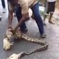 Picture of a farmer squeezing goats out of snake goes viral