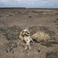Dead fish are seen as Lake St Lucia is almost completely dry due to drought conditions in the iSimangaliso Wetland Park, northeast of Durban, South Africa February 25, 2016. REUTERS/Rogan Ward