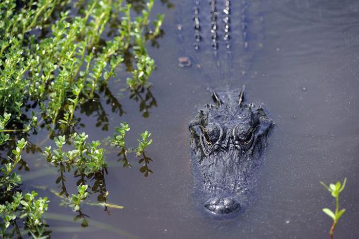 Police arrested big alligator living in man's basement for 26 years