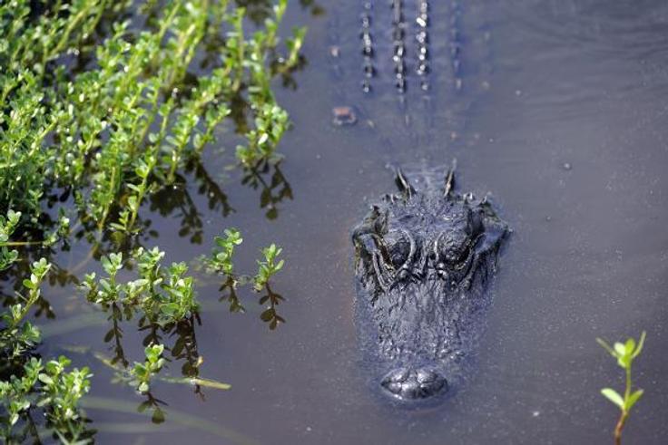 Police arrested big alligator living in man's basement for 26 years