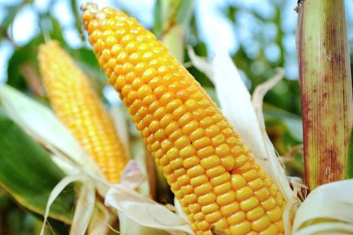 Chinese man faces 5 years in prison for stealing corn seeds