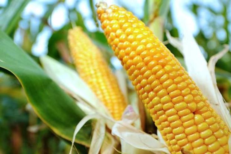 Chinese man faces 5 years in prison for stealing corn seeds