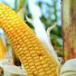 Chinese man faces 5 years in prison for stealing corn seeds