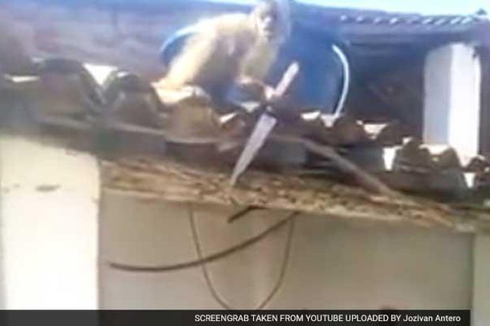 Drunk monkey goes viral after chasing men around with a knife