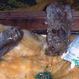 Rat poisons are in high demand in Abuja following the outbreak of Lassa Fever