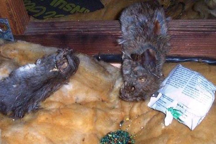 Rat poisons are in high demand in Abuja following the outbreak of Lassa Fever