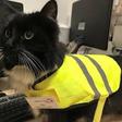 Rat-catching Cat promoted to senior pest controller