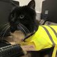 Rat-catching Cat promoted to senior pest controller