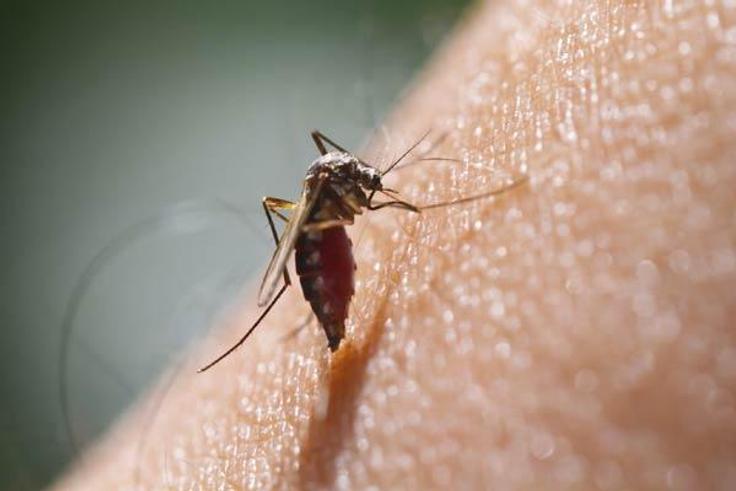 Puerto Rico reports first case of Zika virus, spread by mosquitoes