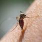 Puerto Rico reports first case of Zika virus, spread by mosquitoes