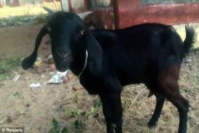 Goat and owner arrested after it eats Judges vegetables