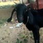 Goat and owner arrested after it eats Judges vegetables