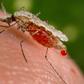 An Anopheles stephensi mosquito obtains a blood meal from a human host through its pointed proboscis in this undated handout photo obtained by Reuters November 23, 2015. REUTERS/Jim Gathany/CDC/Handout via Reuters