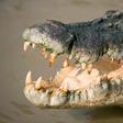 Police shocked to discover drug dealers using crocodiles to guard cash and loot