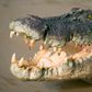 Police shocked to discover drug dealers using crocodiles to guard cash and loot