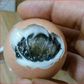 Dead chicken found inside boiled egg