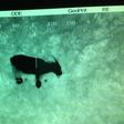 Police discovers distressed cries 'calling for help' came from goat