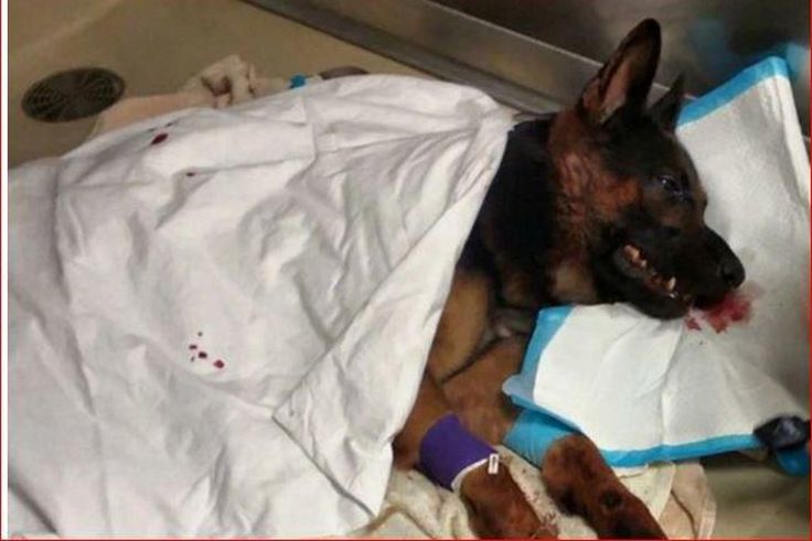 ___4552564___https:______static.pulse.com.gh___webservice___escenic___binary___4552564___2016___1___13___9___dog+shot+in+the+head