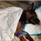 ___4552564___https:______static.pulse.com.gh___webservice___escenic___binary___4552564___2016___1___13___9___dog+shot+in+the+head