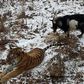 See pictures of Tiger playing with a goat