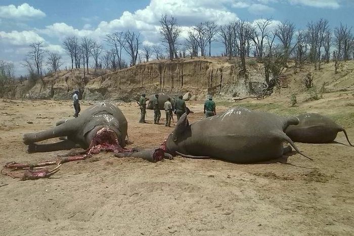 A group of elephants, believed to have been killed by poachers, lie dead at a watering hole in Zimbabwe's Hwange National Park October 26, 2015. Picture taken October 26, 2015. REUTERS/Stringer