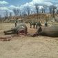 A group of elephants, believed to have been killed by poachers, lie dead at a watering hole in Zimbabwe's Hwange National Park October 26, 2015. Picture taken October 26, 2015. REUTERS/Stringer