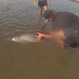Teenagers rescue baby Dolphin stranded in shallow waters