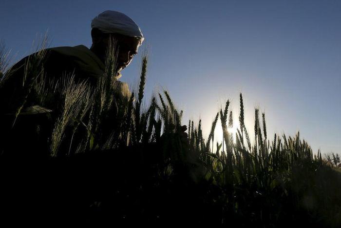 A farmer tends to a wheat farm in the El-Dakahlia governorate, north of Cairo, Egypt, February 16, 2016. REUTERS/Mohamed Abd El Ghany