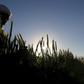 A farmer tends to a wheat farm in the El-Dakahlia governorate, north of Cairo, Egypt, February 16, 2016. REUTERS/Mohamed Abd El Ghany
