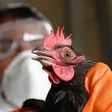 Bird flu: sustained rigorous surveillance only solution – NVRI
