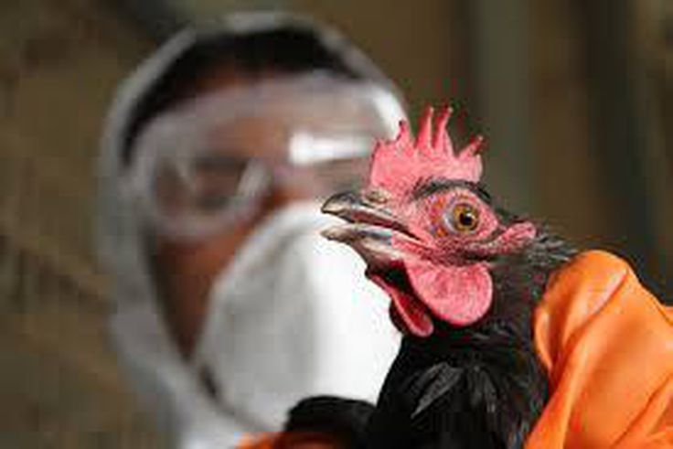 Bird flu: sustained rigorous surveillance only solution – NVRI